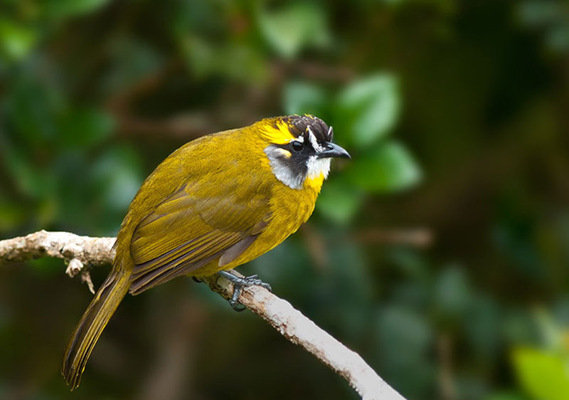 Yellow-eared Bulbul Sri Lanka, Sri Lanka Bird Watching, Birds of Sri Lanka, Sri Lanka Birding, Sri Lanka Birds, Bird Watching Sri Lanka
