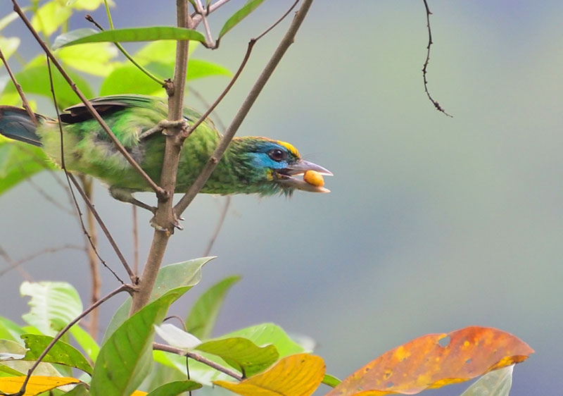 Yellow-Fronted Barbet Sri Lanka, Sri Lanka Bird Watching, Birds of Sri Lanka, Sri Lanka Birding, Sri Lanka Birds, Bird Watching Sri Lanka