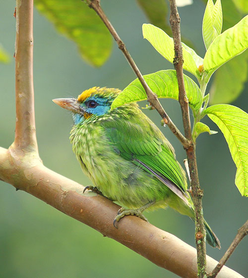 Yellow-Fronted Barbet Sri Lanka, Sri Lanka Bird Watching, Birds of Sri Lanka, Sri Lanka Birding, Sri Lanka Birds, Bird Watching Sri Lanka