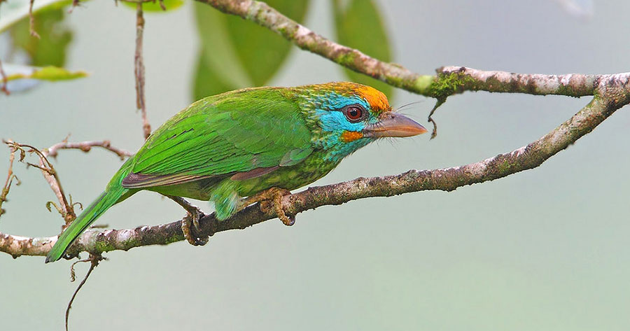Yellow-Fronted Barbet Sri Lanka, Sri Lanka Bird Watching, Birds of Sri Lanka, Sri Lanka Birding, Sri Lanka Birds, Bird Watching Sri Lanka