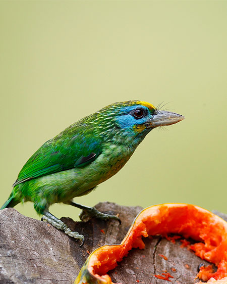 Yellow-Fronted Barbet Sri Lanka, Sri Lanka Bird Watching, Birds of Sri Lanka, Sri Lanka Birding, Sri Lanka Birds, Bird Watching Sri Lanka