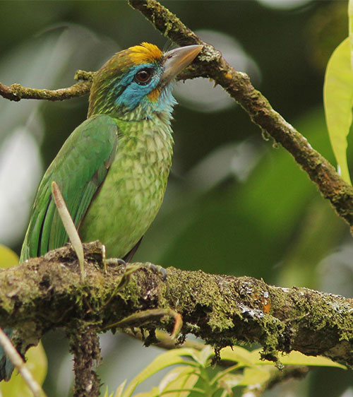 Yellow-Fronted Barbet Sri Lanka, Sri Lanka Bird Watching, Birds of Sri Lanka, Sri Lanka Birding, Sri Lanka Birds, Bird Watching Sri Lanka