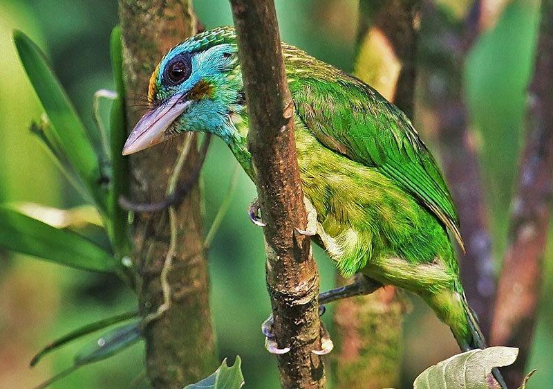 Yellow-Fronted Barbet Sri Lanka, Sri Lanka Bird Watching, Birds of Sri Lanka, Sri Lanka Birding, Sri Lanka Birds, Bird Watching Sri Lanka
