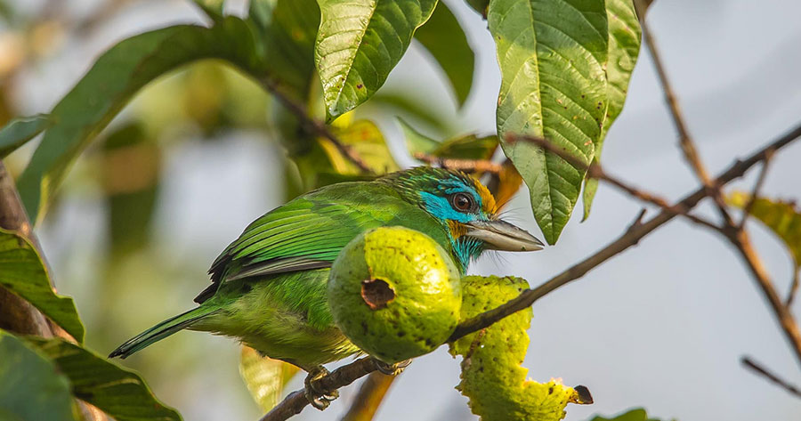 Yellow-Fronted Barbet Sri Lanka, Sri Lanka Bird Watching, Birds of Sri Lanka, Sri Lanka Birding, Sri Lanka Birds, Bird Watching Sri Lanka