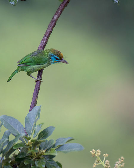 Yellow-Fronted Barbet Sri Lanka, Sri Lanka Bird Watching, Birds of Sri Lanka, Sri Lanka Birding, Sri Lanka Birds, Bird Watching Sri Lanka